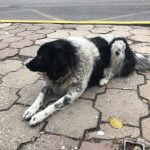 Пловдив благодаря! Джони вече вкъщи