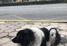 Пловдив благодаря! Джони вече вкъщи Пловдив благодаря! Джони вече вкъщи