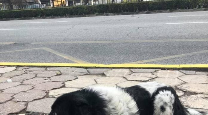 Пловдив благодаря! Джони вече вкъщи Пловдив благодаря! Джони вече вкъщи