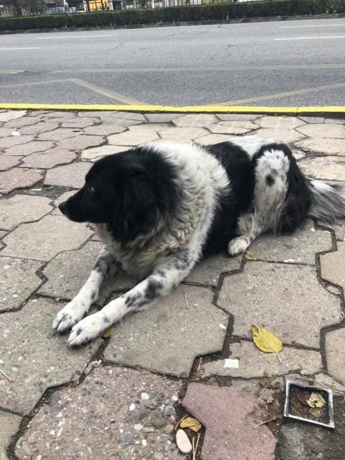 Пловдив благодаря! Джони вече вкъщи Пловдив благодаря! Джони вече вкъщи