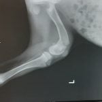 Кученце със счупено краченце търси дом в Пловдив