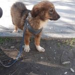 Кученце със счупено краченце търси дом в Пловдив