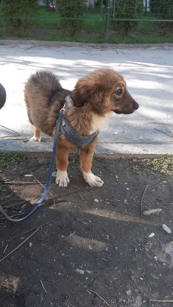 Кученце със счупено краченце търси дом в Пловдив