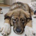 кученце-счупено-краченце-пловдив-4