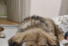 Кученце със счупено краченце търси дом в Пловдив Кученце със счупено краченце търси дом в Пловдив