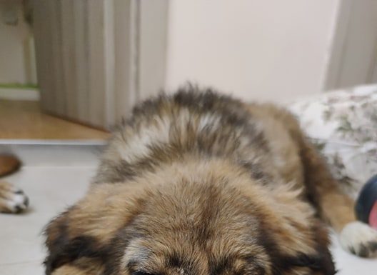 Кученце със счупено краченце търси дом в Пловдив Кученце със счупено краченце търси дом в Пловдив