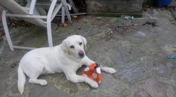 Изгубеното в Пловдив кученце се казва Марли Изгубеното в Пловдив кученце се казва Марли