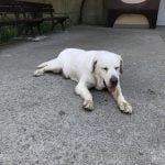 Изгубеното в Пловдив кученце се казва Марли