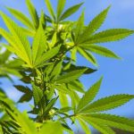 канабисът-лекува-коронавирус