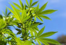 Канабисът ни лекува от Коронавирус? канабисът-лекува-коронавирус