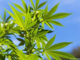 Канабисът ни лекува от Коронавирус? канабисът-лекува-коронавирус