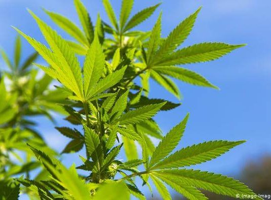 Канабисът ни лекува от Коронавирус? канабисът-лекува-коронавирус