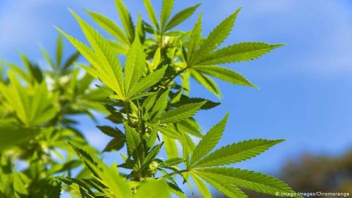 канабисът-лекува-коронавирус канабисът-лекува-коронавирус