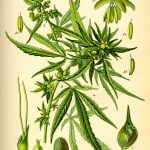 Канабисът ни лекува Коронавирус?