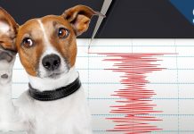 Предусещат ли животните земетресенията? Предусещат ли животните земетресенията?