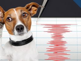 Предусещат ли животните земетресенията? Предусещат ли животните земетресенията?