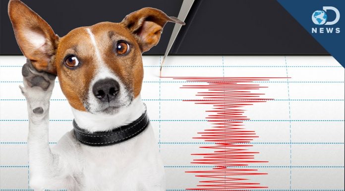 Предусещат ли животните земетресенията? Предусещат ли животните земетресенията?