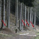 Предусещат ли животните земетресенията?