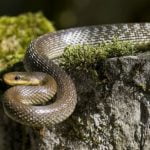 Предусещат ли животните земетресенията?