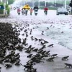 Предусещат ли животните земетресенията?