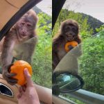 Усмивка за милиони обиколи социалите мрежи по света