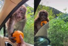 Усмивка за милиони обиколи социалите мрежи по света Усмивка за милиони обиколи социалите мрежи по света