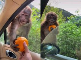 Усмивка за милиони обиколи социалите мрежи по света Усмивка за милиони обиколи социалите мрежи по света