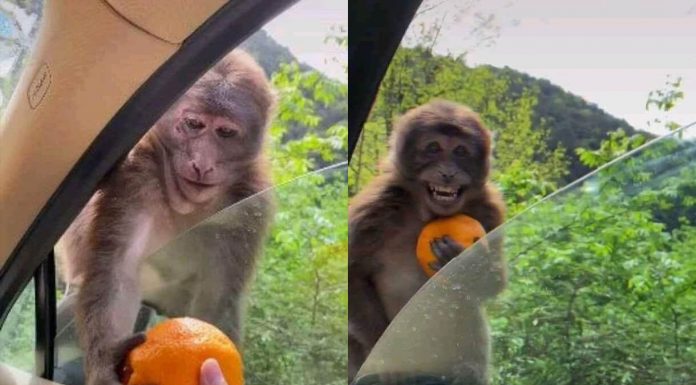 Усмивка за милиони обиколи социалите мрежи по света Усмивка за милиони обиколи социалите мрежи по света