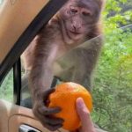 usmivka-za-milioni-2