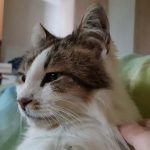 Котката Били има нужда от нашата помощ