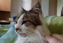 Котката Били има нужда от нашата помощ Котката Били има нужда от нашата помощ