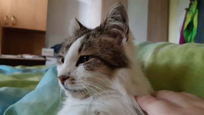 Котката Били има нужда от нашата помощ