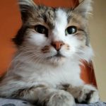 Котката Били има нужда от нашата помощ