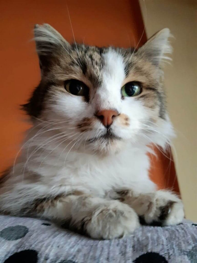 Котката Били има нужда от нашата помощ