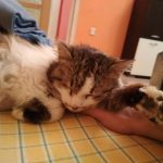 Котката Били има нужда от нашата помощ