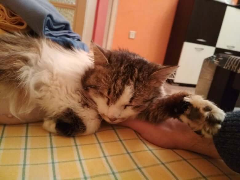Котката Били има нужда от нашата помощ