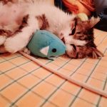 Котката Били има нужда от нашата помощ