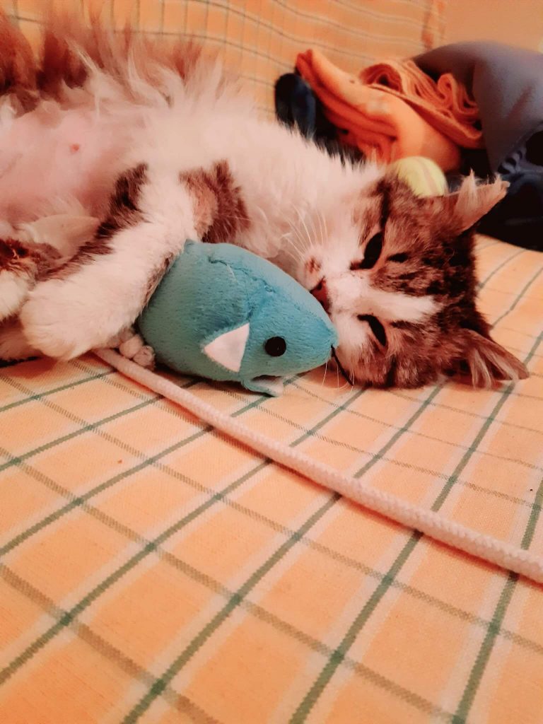 Котката Били има нужда от нашата помощ