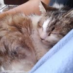 Котката Били има нужда от нашата помощ