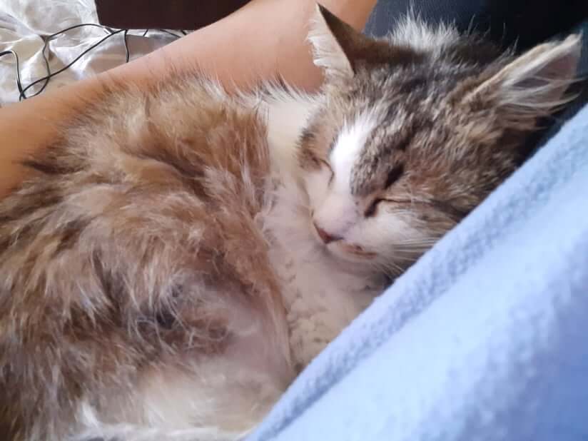 Котката Били има нужда от нашата помощ