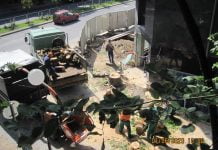 Общината реже дървета срещу заплащане в Пловдив Общината реже дървета срещу заплащане в Пловдив