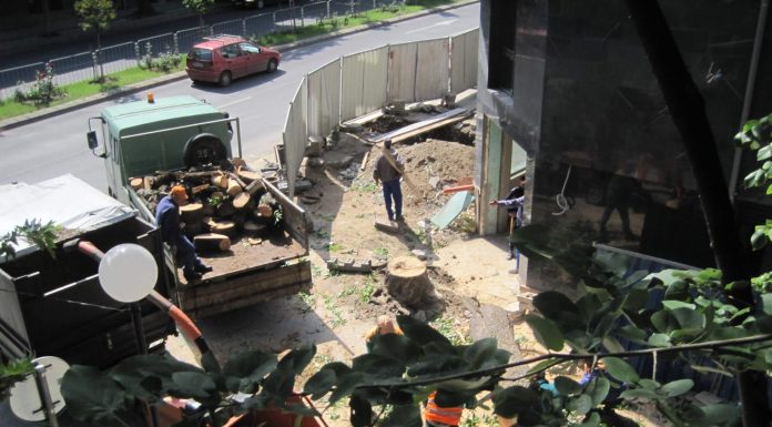 Общината реже дървета срещу заплащане в Пловдив Общината реже дървета срещу заплащане в Пловдив