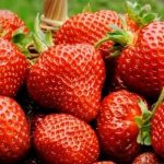 Защо и кой не трябва да яде ягоди?