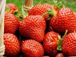 Защо и кой не трябва да яде ягоди? Защо и кой не трябва да яде ягоди?