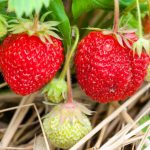 Защо и кой не трябва да яде ягоди?