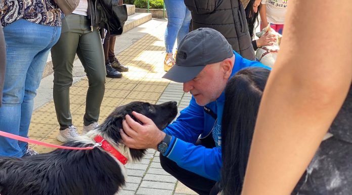  Да бъдем отговорни и да спасим бездомните животни  Да бъдем отговорни и да спасим бездомните животни