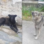  Да бъдем отговорни и да спасим бездомните животни