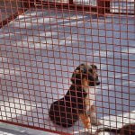 Как се калкулират парите за данък “Куче” в Пловдив?