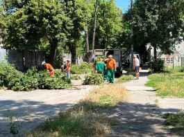 Спасиха дърветата на ул. Варшава от заповед на кмета Спасиха дърветата на ул. Вършава от заповед на кмета