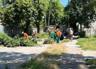 Спасиха дърветата на ул. Варшава от заповед на кмета Спасиха дърветата на ул. Вършава от заповед на кмета